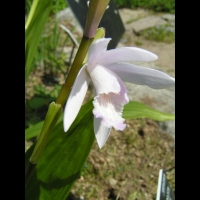Bletilla Striata (fam. Orchidacees) (Chine) (06)